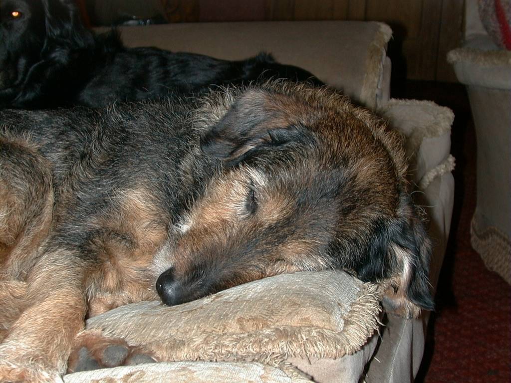 Caru sleeping on the settee