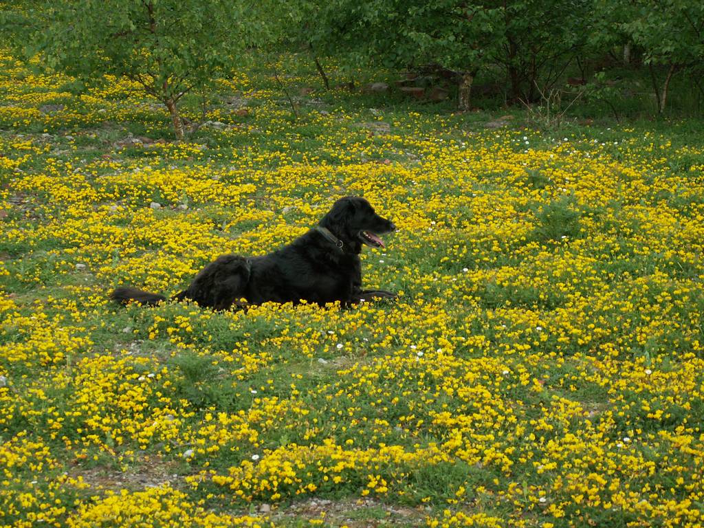 Lying in the flowers
