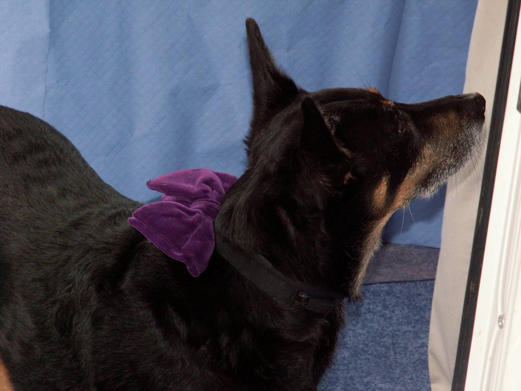 Zippy at the wedding