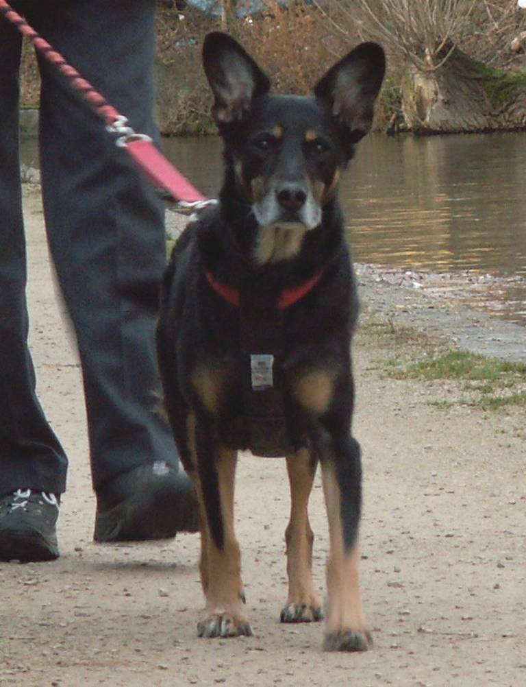Zippy along the canal
